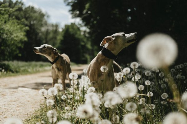 Hunde im Veltrusy-Park